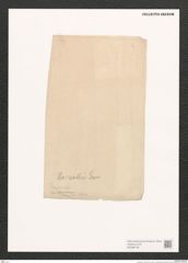Navicula sp. (de-Toni-Nr.: Genus 1) Zeichnungen Sammlung Grunow (NHMW-BOT-W0368146)